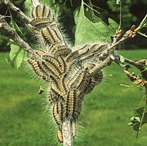 Eichenprozessionsspinner